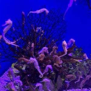 Meet your Posher, Kai